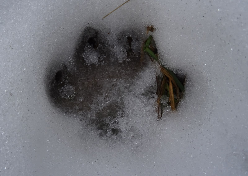 orme su neve....lupi ,volpe, cani ?